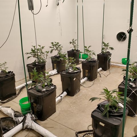 Solo growlog timeline photo