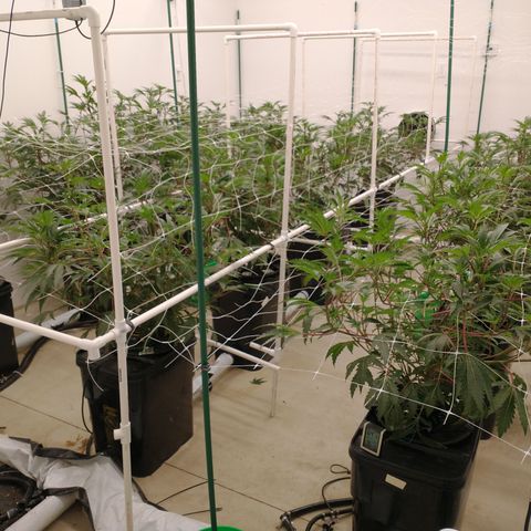 Solo growlog timeline photo