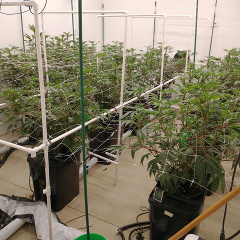 Solo growlog photo: End if week 1