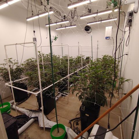Solo growlog timeline photo