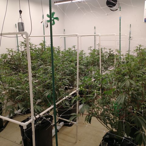 Solo growlog photo: Just lollipopped