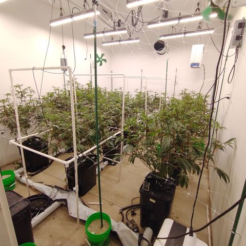 Solo growlog timeline photo