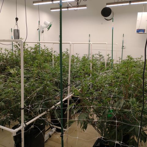 Solo growlog photo: Rez change added big bud
