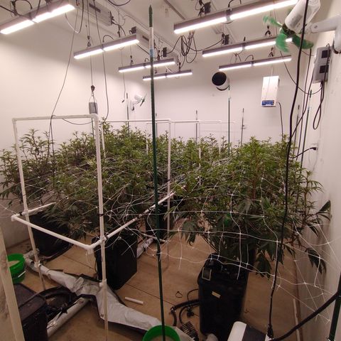 Solo growlog photo: Rez change added big bud