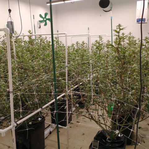 Solo growlog timeline photo