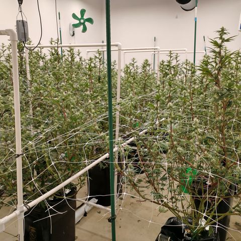Solo growlog timeline photo