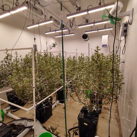 Solo growlog timeline photo