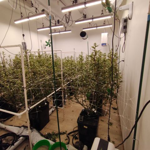Solo growlog timeline photo