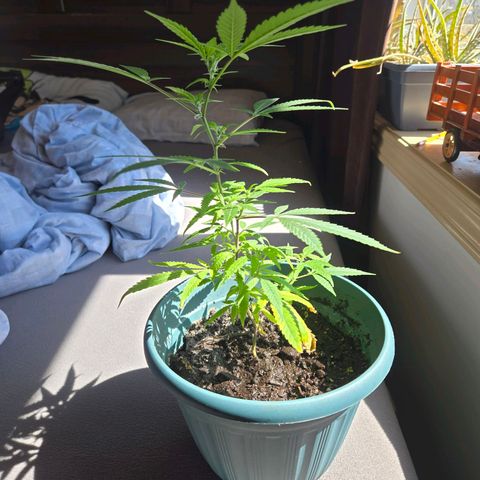 Candy Apple 2.0 growlog photo: 3 weeks