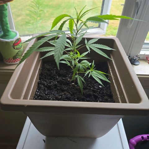Candy Apple 2.0 growlog timeline photo