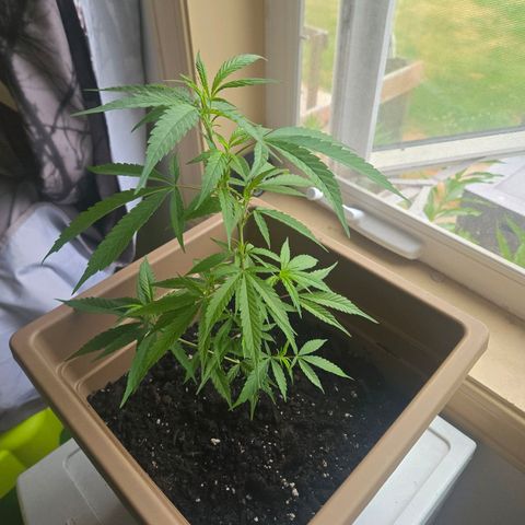 Candy Apple 2.0 growlog timeline photo