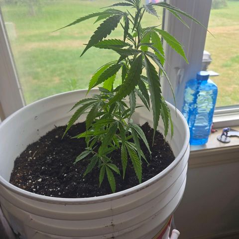 Candy Apple 2.0 growlog timeline photo