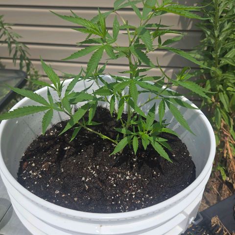 Candy Apple 2.0 growlog timeline photo