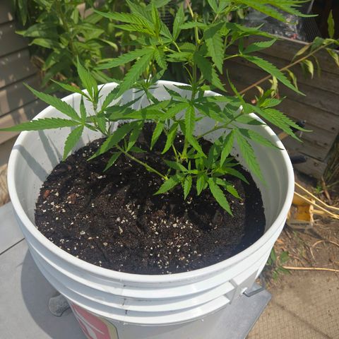 Candy Apple 2.0 growlog timeline photo