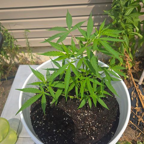 Candy Apple 2.0 growlog timeline photo