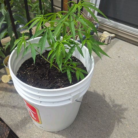 Candy Apple 2.0 growlog photo: After pruning 