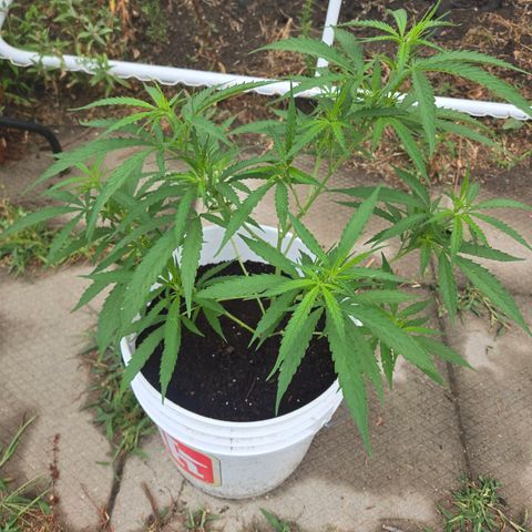 Candy Apple 2.0 growlog timeline photo