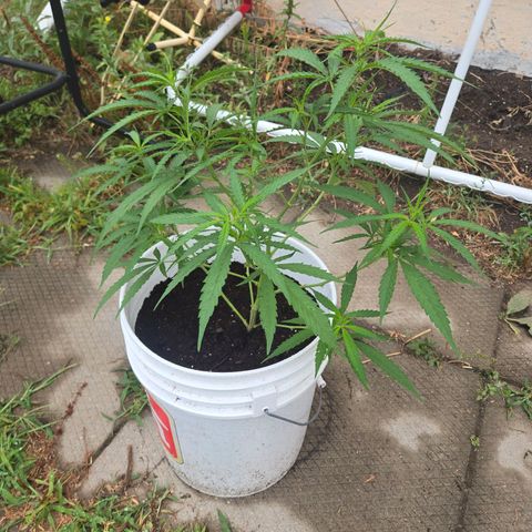 Candy Apple 2.0 growlog timeline photo