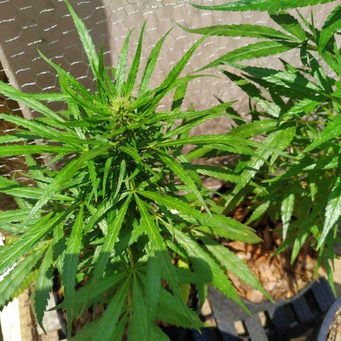 Prensado lindinha growlog photo: Floração bud central bem formado