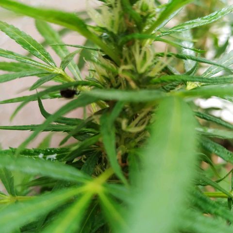 Prensado lindinha growlog photo: Pensei q era joaninha, mas era percevejo, comecei a matar meu bud