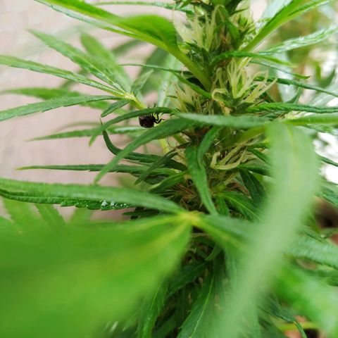 Prensado lindinha growlog photo: Pensei q era joaninha, mas era percevejo, comecei a matar meu bud