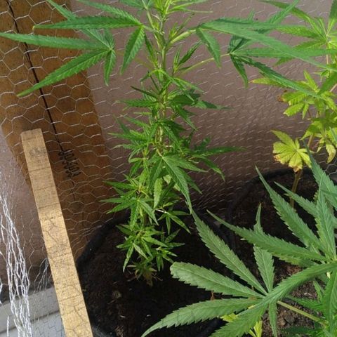 Prensado lindinha growlog photo: Querendo entrar na flora