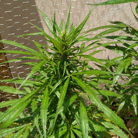 Prensado lindinha growlog photo: Já tava criando a inimiga