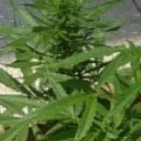 Prensado lindinha growlog photo: Verde lindo