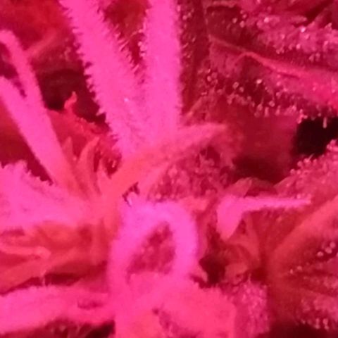 Prensado lindinha growlog photo: Lindos tricomas