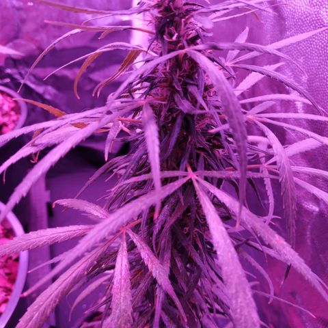 Prensado lindinha growlog photo: Percevejo sugando tudo e ainda n tinha percebido