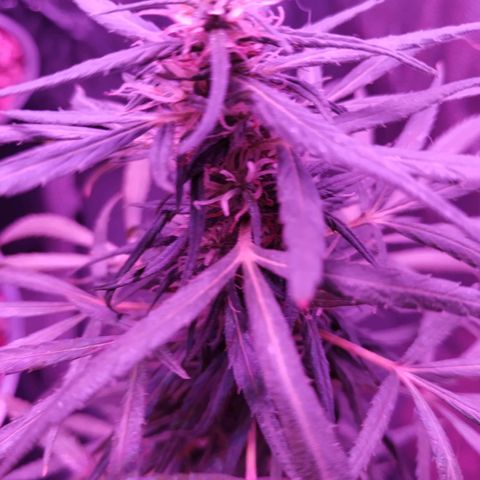 Prensado lindinha growlog photo: Percevejo sugando tudo e ainda n tinha percebido