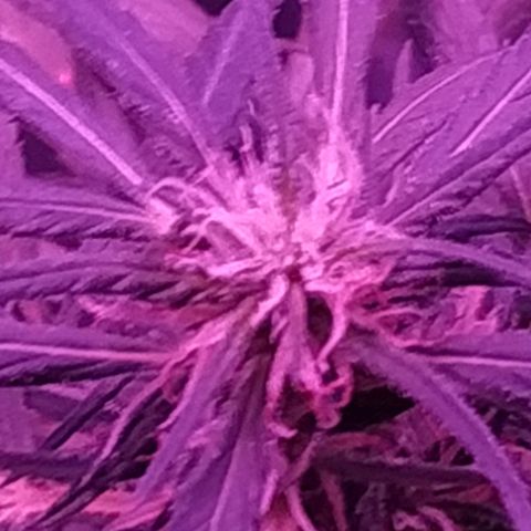 Prensado lindinha growlog photo: Tricomas , planta linda porém pequena, mas como é minha primeira, bora sair do tráfico e produzir meu remédio