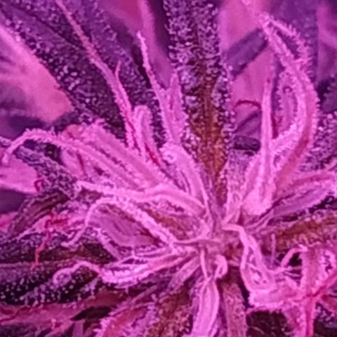 Prensado lindinha growlog photo: Tricomas , planta linda porém pequena, mas como é minha primeira, bora sair do tráfico e produzir meu remédio