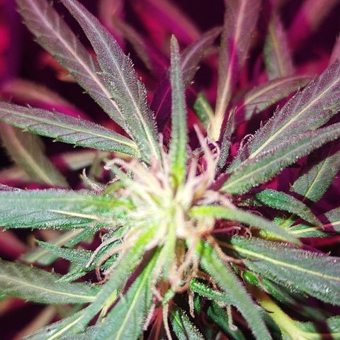 Prensado lindinha growlog photo: Tricomas , planta linda porém pequena, mas como é minha primeira, bora sair do tráfico e produzir meu remédio