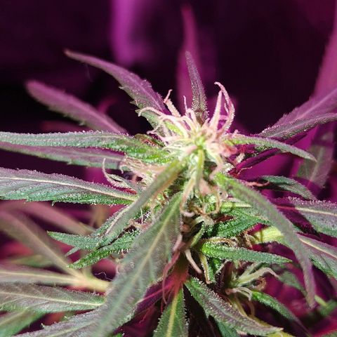 Prensado lindinha growlog photo: Tricomas , planta linda porém pequena, mas como é minha primeira, bora sair do tráfico e produzir meu remédio