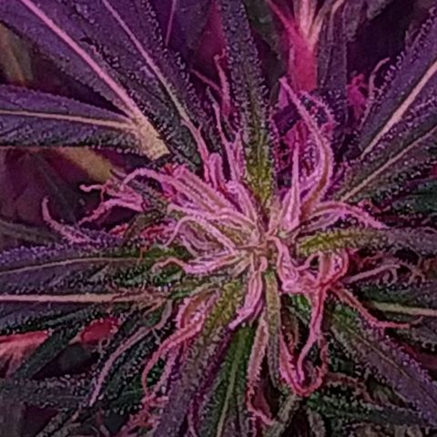 Prensado lindinha growlog photo: Tricomas , planta linda porém pequena, mas como é minha primeira, bora sair do tráfico e produzir meu remédio