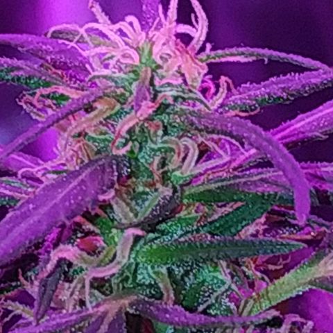 Prensado lindinha growlog photo: Tricomas , planta linda porém pequena, mas como é minha primeira, bora sair do tráfico e produzir meu remédio