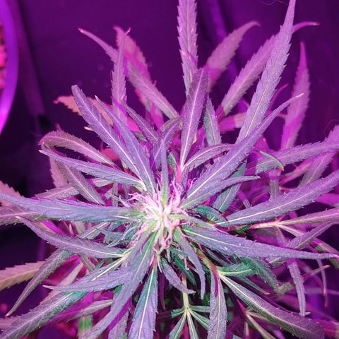 Prensado lindinha growlog photo: Tricomas , planta linda porém pequena, mas como é minha primeira, bora sair do tráfico e produzir meu remédio