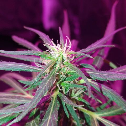 Prensado lindinha growlog photo: Tricomas , planta linda porém pequena, mas como é minha primeira, bora sair do tráfico e produzir meu remédio