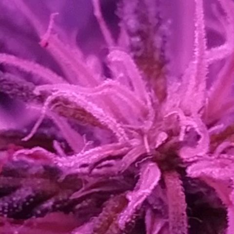 Prensado lindinha growlog photo: Tricomas , planta linda porém pequena, mas como é minha primeira, bora sair do tráfico e produzir meu remédio