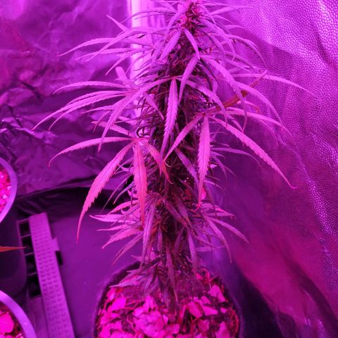 Prensado lindinha growlog photo: Lindinha