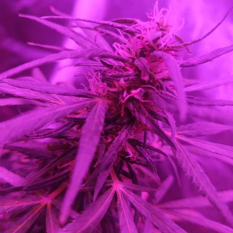 Prensado lindinha growlog photo: Tricomas mudou bem de cor, tá indo pra reta final, será? Nunca nem imagino como e?