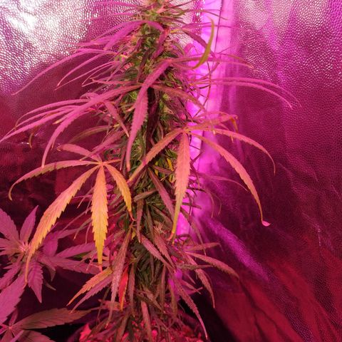 Prensado lindinha growlog timeline photo