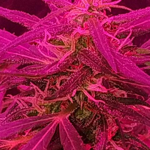 Prensado lindinha growlog timeline photo