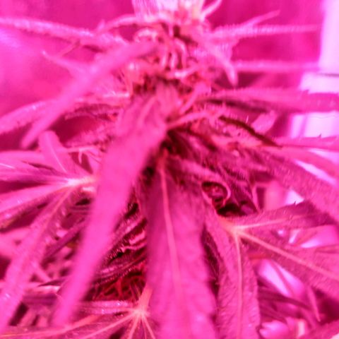 Prensado lindinha growlog timeline photo