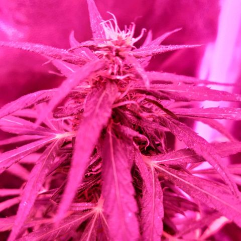 Prensado lindinha growlog timeline photo