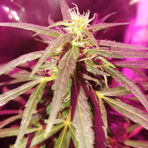 Prensado lindinha growlog timeline photo