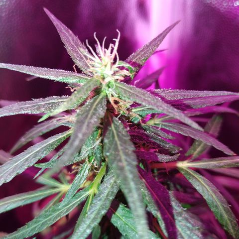 Prensado lindinha growlog timeline photo