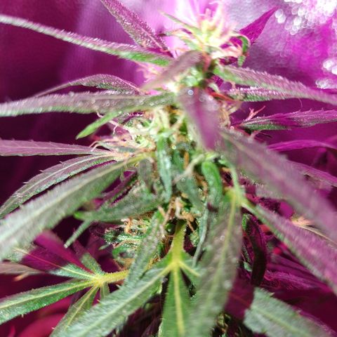 Prensado lindinha growlog timeline photo