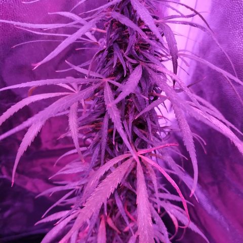 Prensado lindinha growlog timeline photo